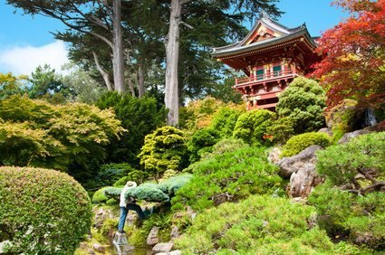 Japanischer Mythos zur Entstehung des Tees 