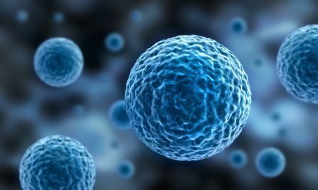 Benalu Tee verhindert die Ausbreitung von Krebszellen