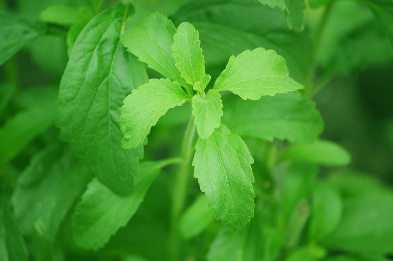 Die gesunde Alternative? Tee süßen mit Stevia anstatt Zucker